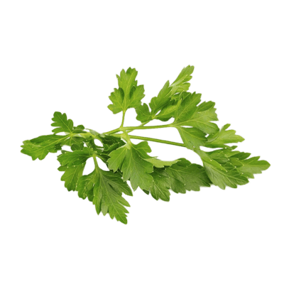 Cilantro