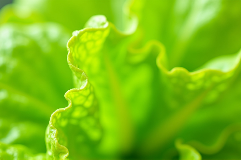 Lettuce